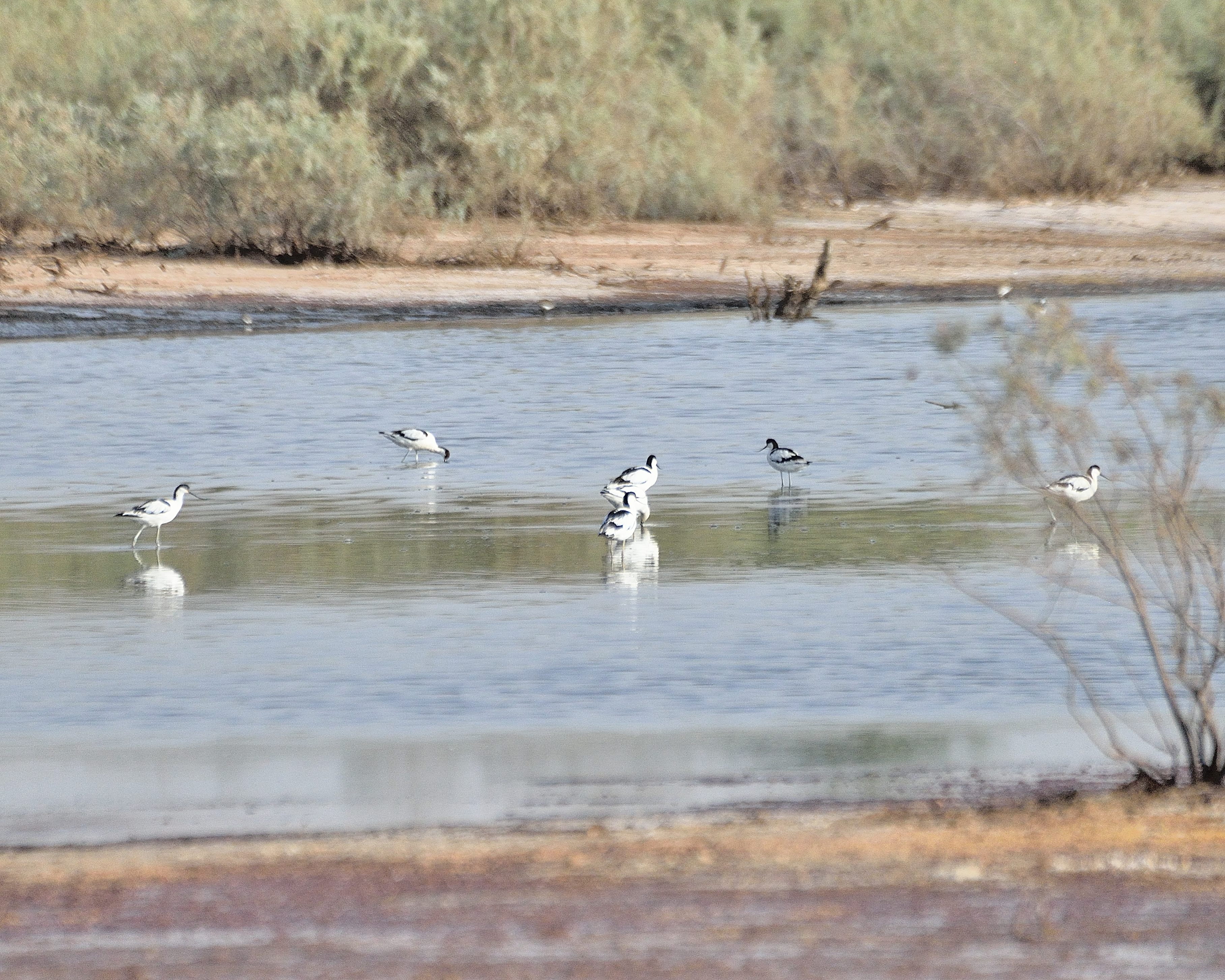 Avocettes élégantes (Pied avocets, Recurvirostra avosetta) se nourrissant dans un petit marigot au milieu de tannes, Keur Walid Ndiaye, Région de Kaolack, Sénégal.